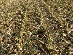 Кукурузные жатки Olimac  - Уборка 2020 новыми кукурузными жатками OLIMAC DRAGO